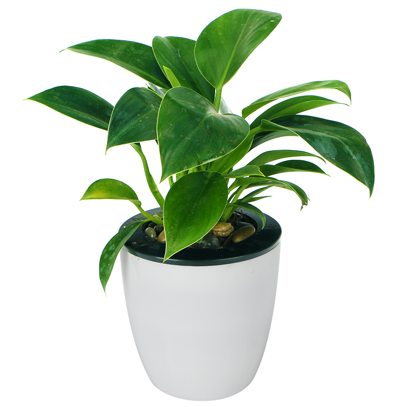 欣欣向荣小型金钻盆栽