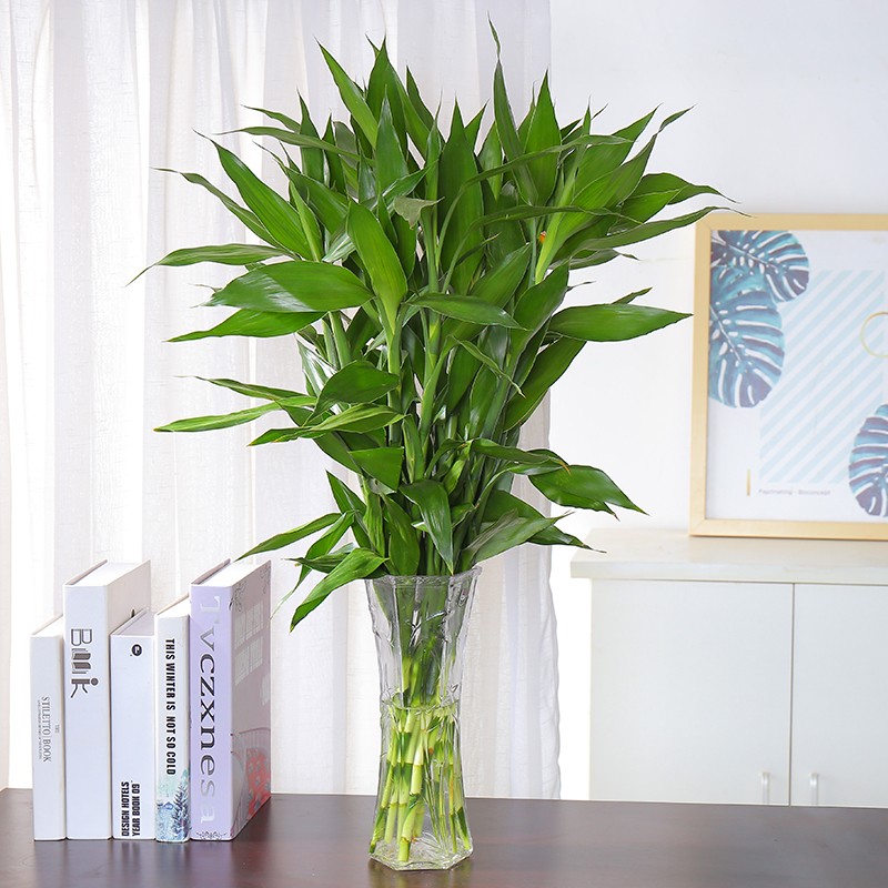 大吉大利-小型富贵竹盆栽