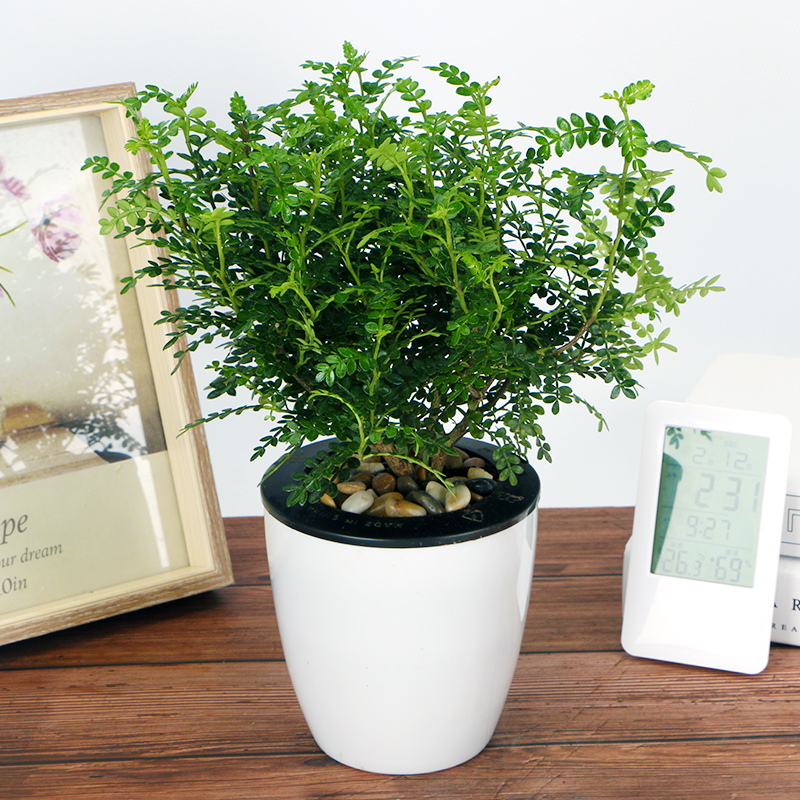 家运旺盛-小型清香木盆栽