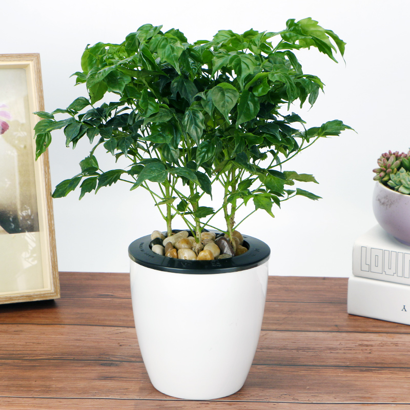 平安喜乐-小型幸福树盆栽