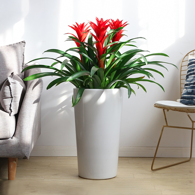 好运当道-大型红星凤梨盆栽