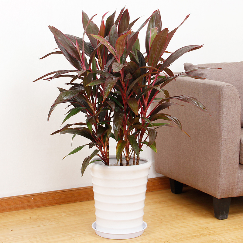 楚楚动人-大型红叶朱蕉盆栽