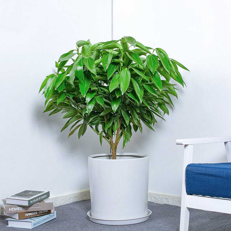 合家幸福-大型平安树盆栽