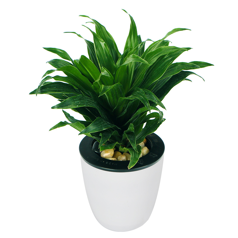 阳光热情-小型太阳神盆栽