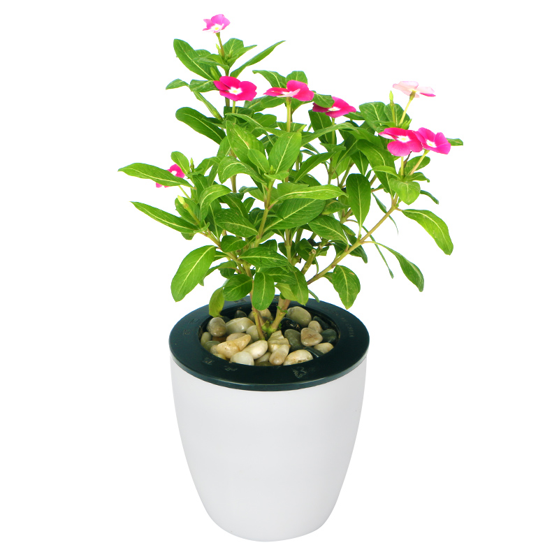 勇敢坚强-小型长春花盆栽