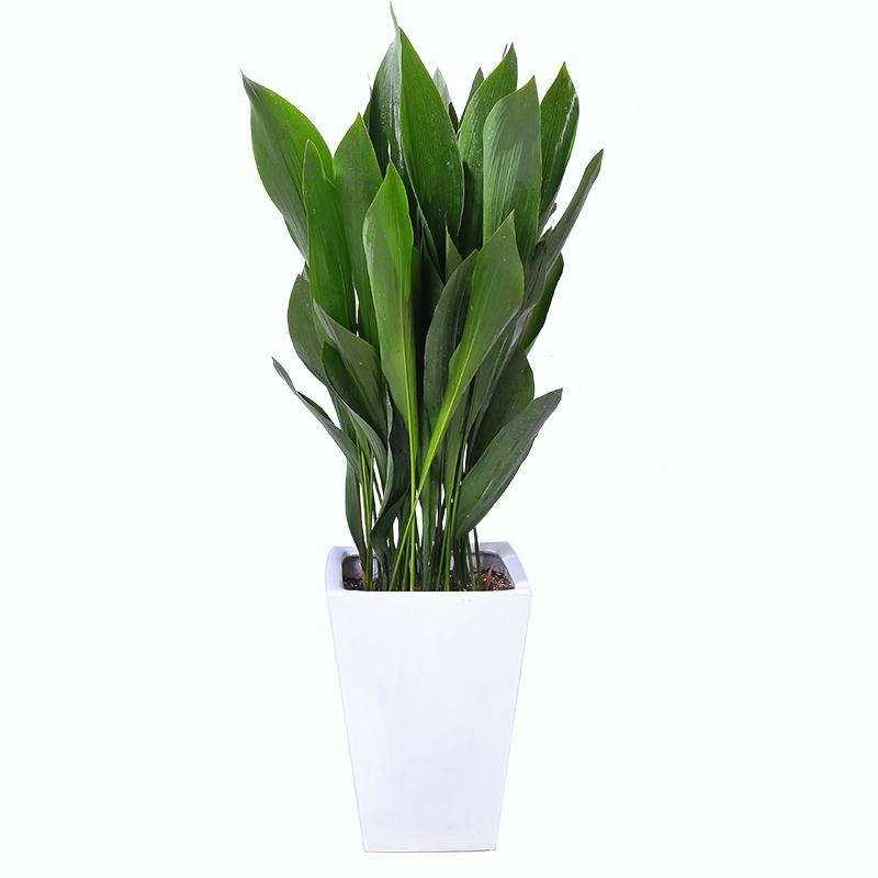 天长地久-大型一叶兰盆栽