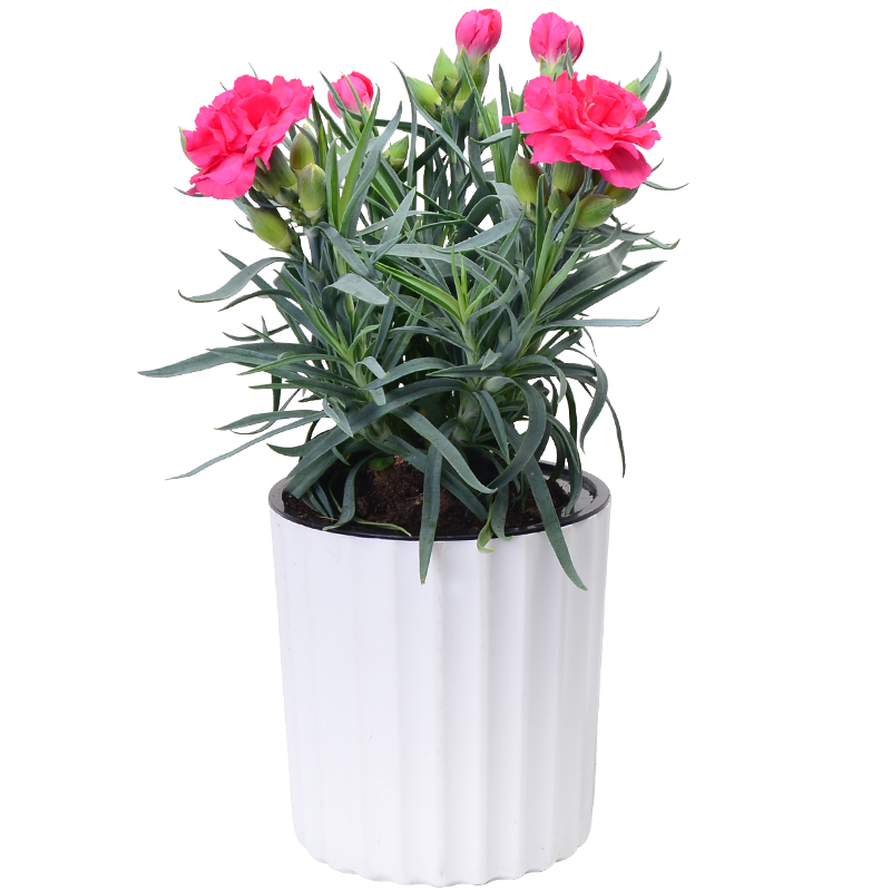 尊重敬爱-小型康乃馨盆栽