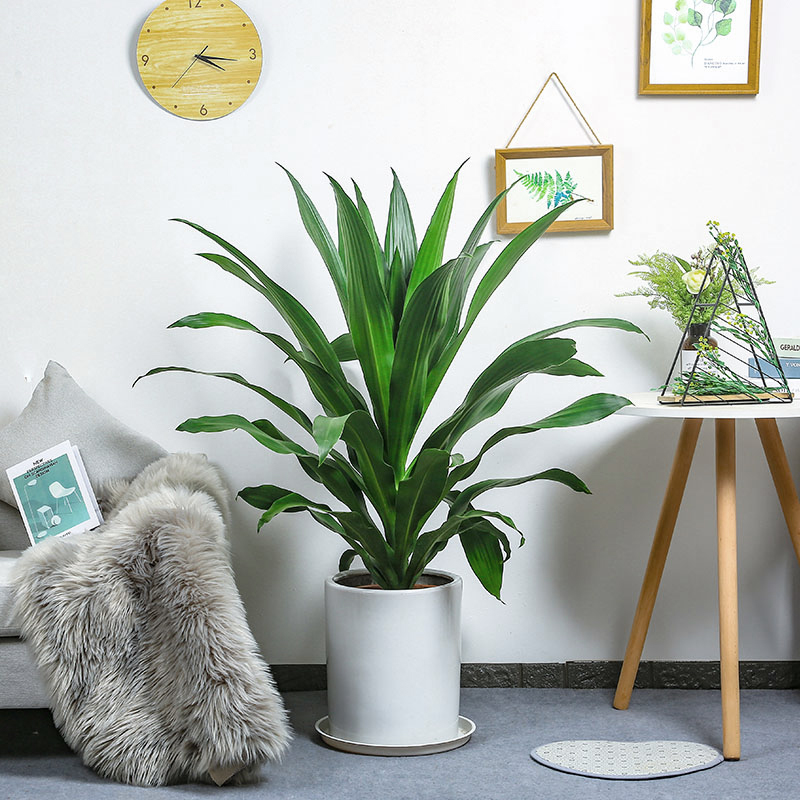 珍惜美好-大型也门铁盆栽