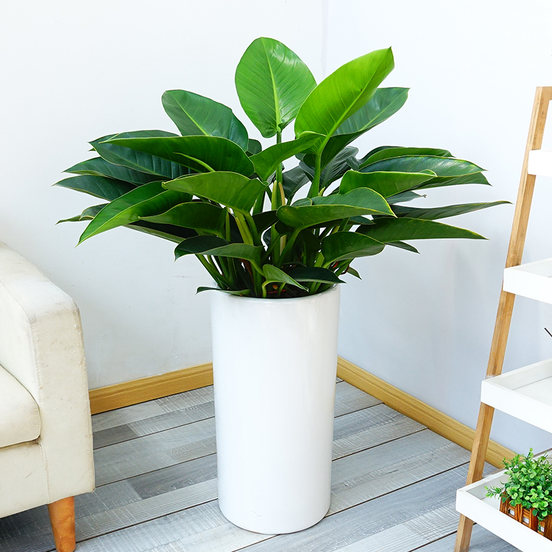 永不言弃-大型金钻盆栽