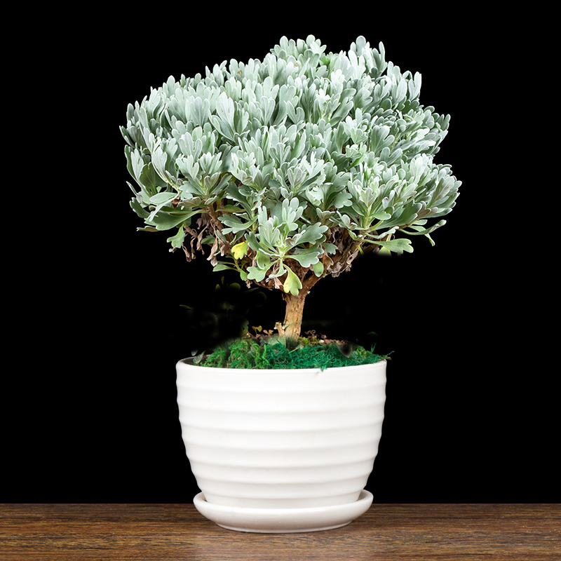 吉祥辟邪-小型芙蓉菊盆栽