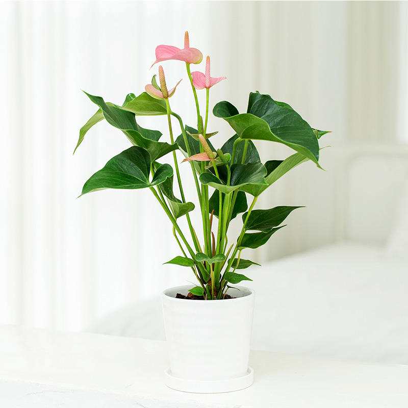 火热开朗-小型粉掌盆栽