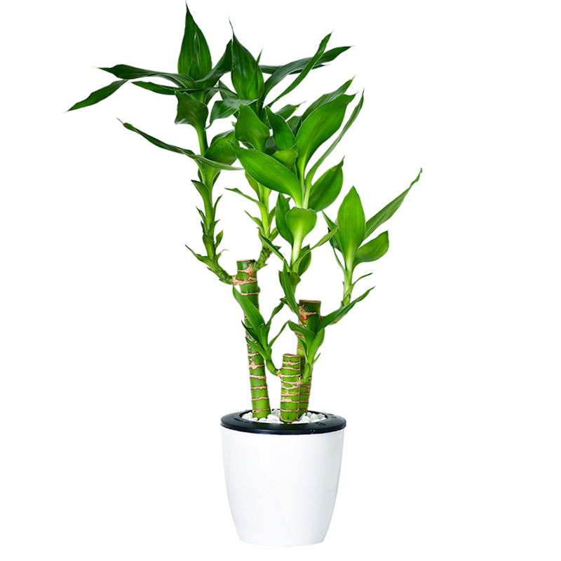 平安吉祥-小型荷花竹盆栽