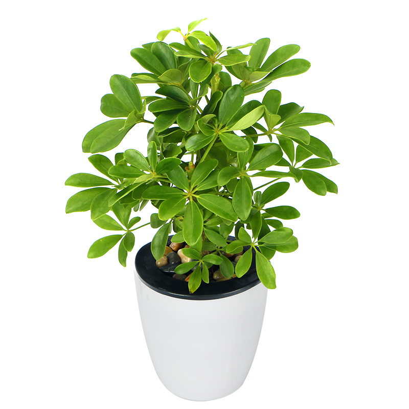 积极向上-小型鸭掌木盆栽